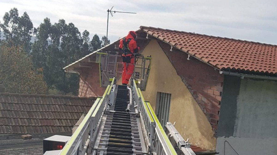 Una avispa mucho más “belicosa” que diezmó la apicultura en las comarcas