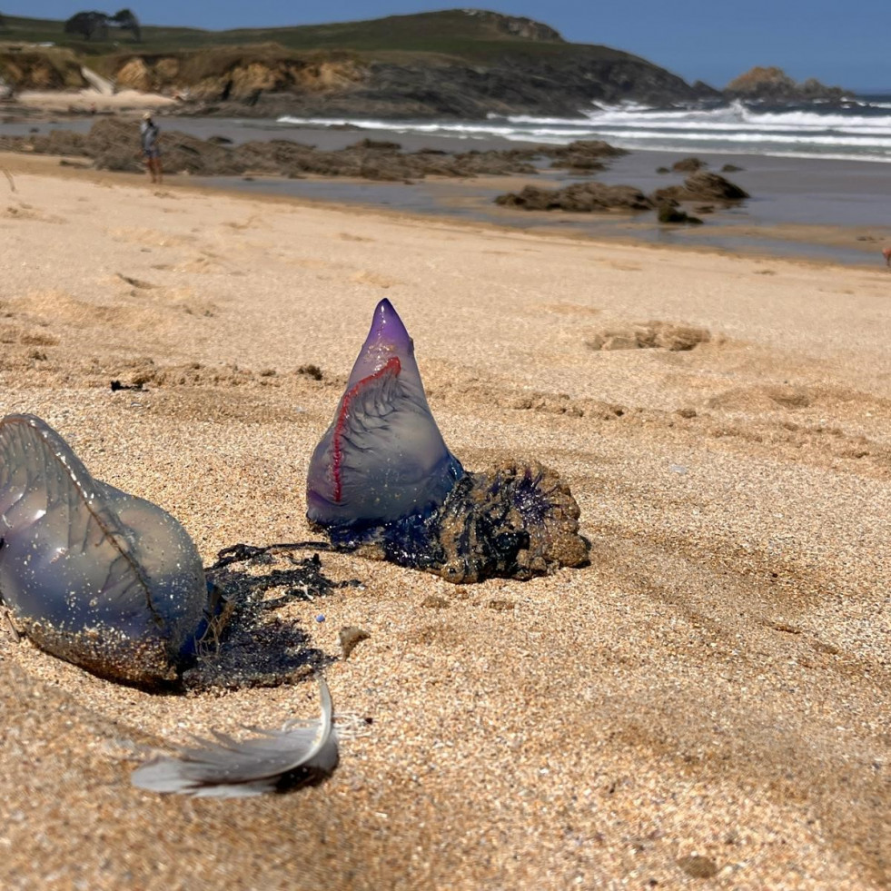 Ponzos, en Ferrol, de las playas más afectadas por la presencia de carabelas portuguesas
