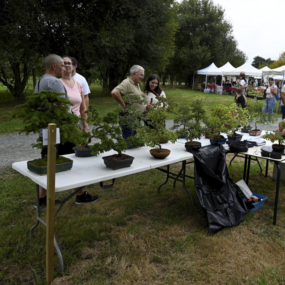 La decimosexta Feira Rural de San Sadurniño desvela su programación para el próximo 30 de agosto