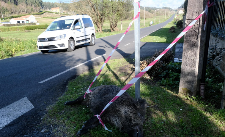 La Policía Local abate un jabalí malherido que estaba deambulando por Ferrol