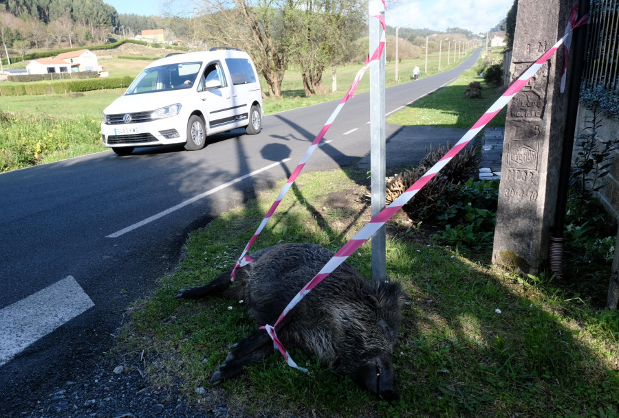 La Policía Local abate un jabalí malherido que estaba deambulando por Ferrol
