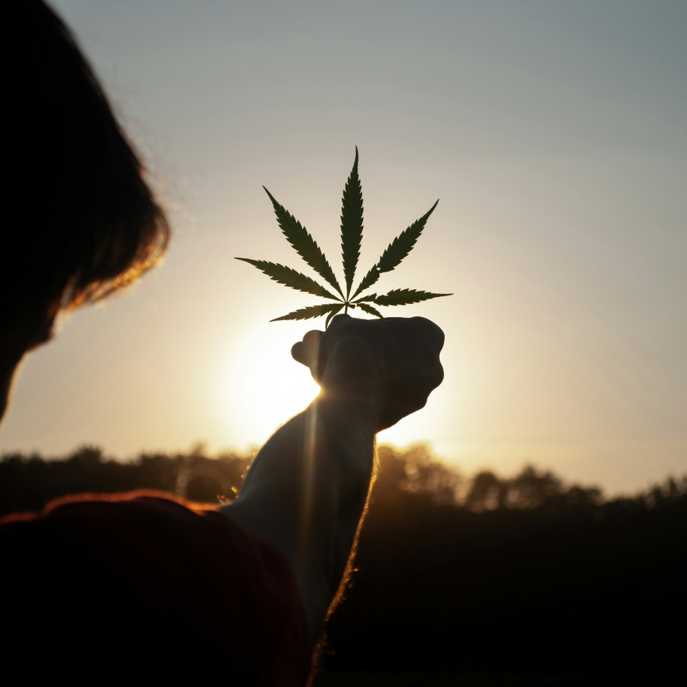 El cannabis de alta potencia aumenta el riesgo de psicosis y afecta especialmente a jóvenes y consumidores frecuentes