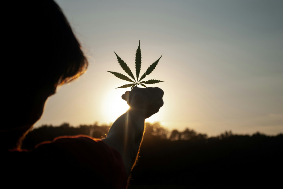 El cannabis de alta potencia aumenta el riesgo de psicosis y afecta especialmente a jóvenes y consumidores frecuentes