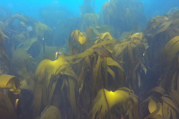 Galiciabosquekelp