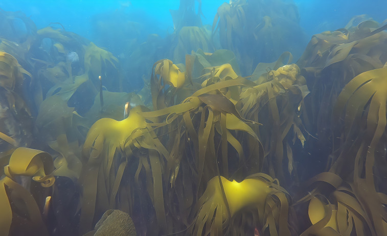 La misión para salvar los bosques de algas kelp llega a las costas de Ferrolterra