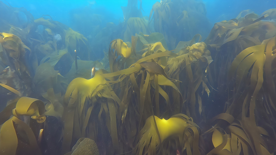 La misión para salvar los bosques de algas kelp llega a las costas de Ferrolterra