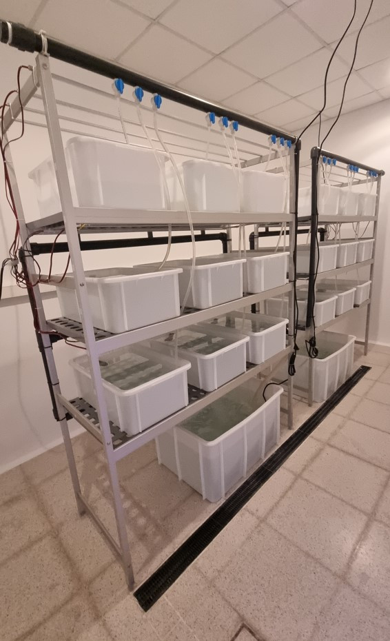 Camara inoculacion kelp1