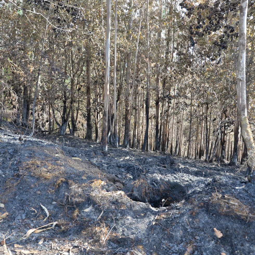 Extinguido el incendio forestal registrado en Monfero que afectó a las Fragas do Eume