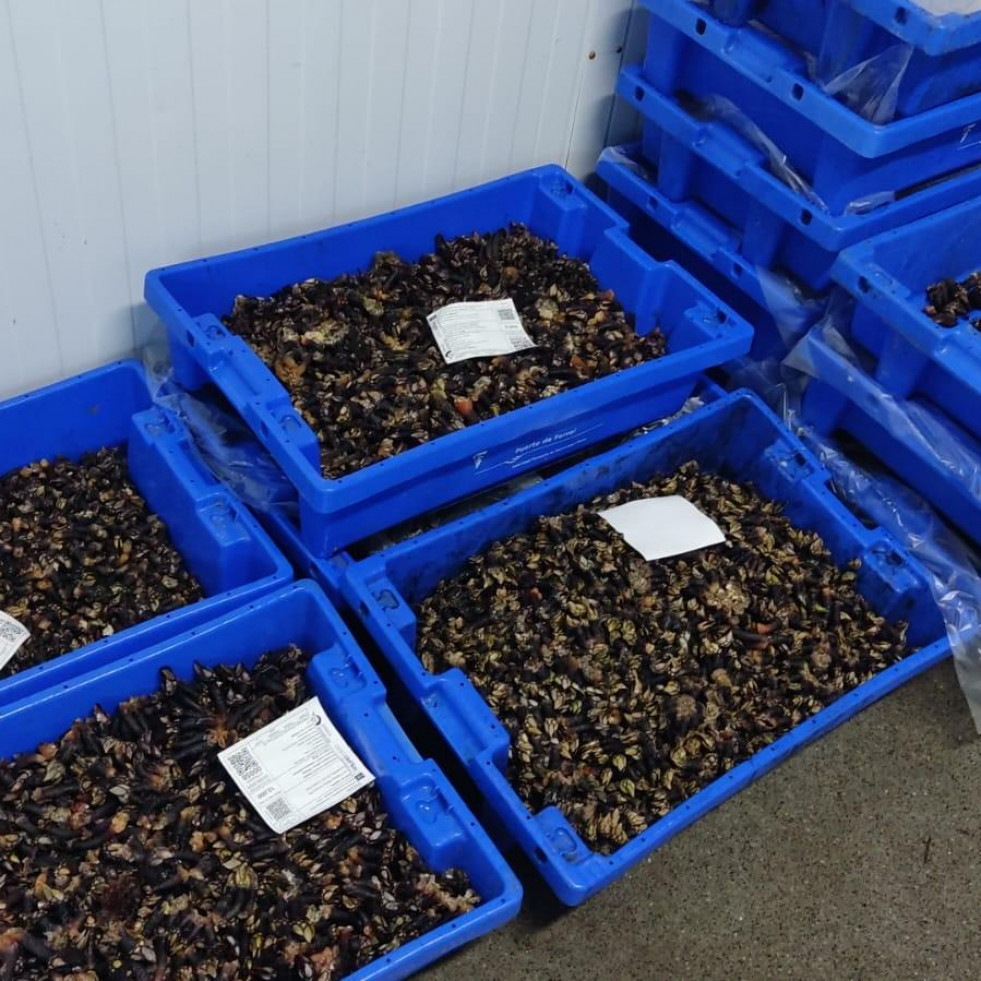 Las buenas mareas y la abundancia bajan el precio del percebe en Ferrol