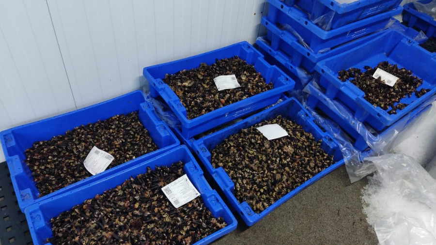 Las buenas mareas y la abundancia bajan el precio del percebe en Ferrol