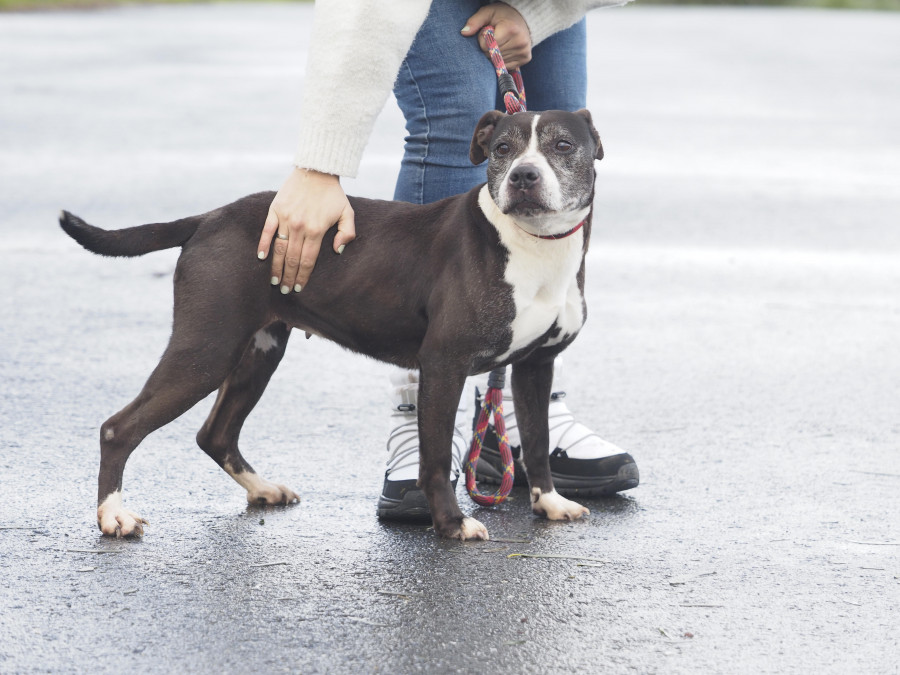 El refugio de animales de Mougá celebra las buenas cifras de adopciones durante  el presente agosto
