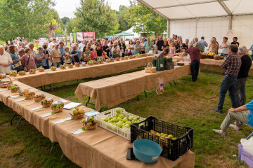 Concurso fruta San Sadurniño