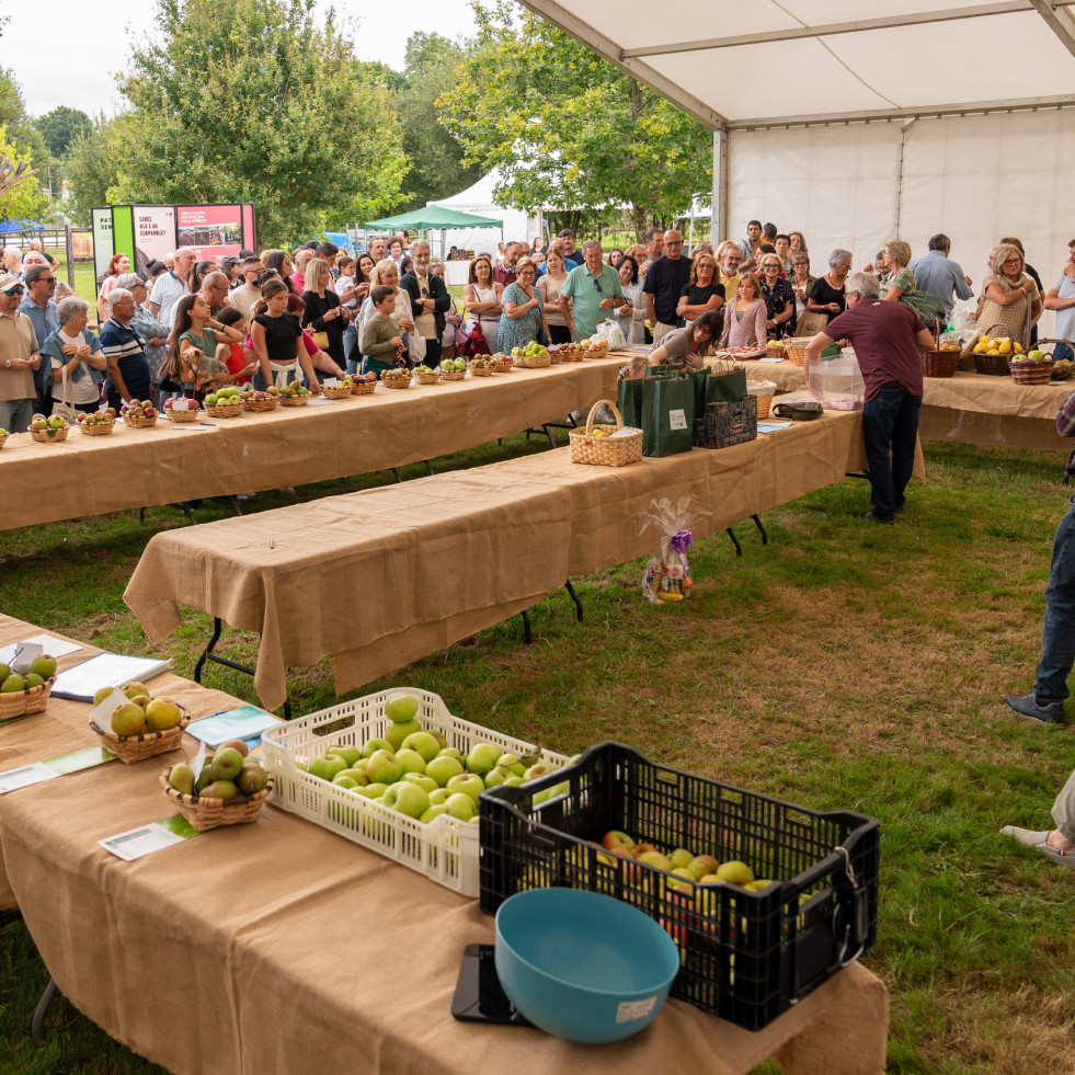San Sadurniño premiará este sábado a los mejores lotes de fruta en la celebración de la Feira Rural