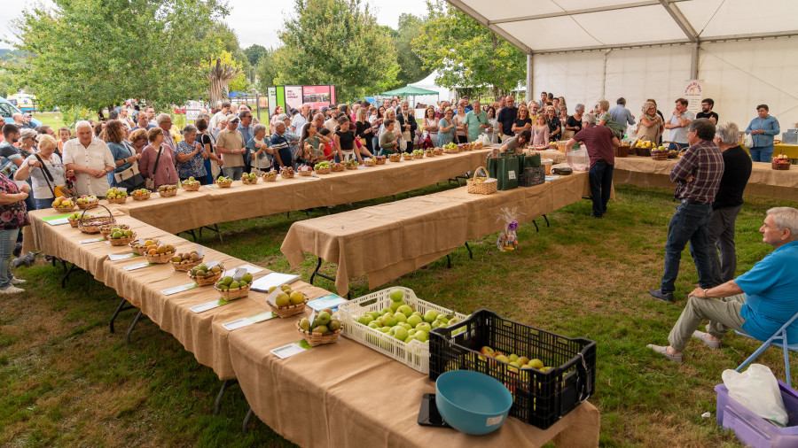 San Sadurniño premiará este sábado a los mejores lotes de fruta en la celebración de la Feira Rural