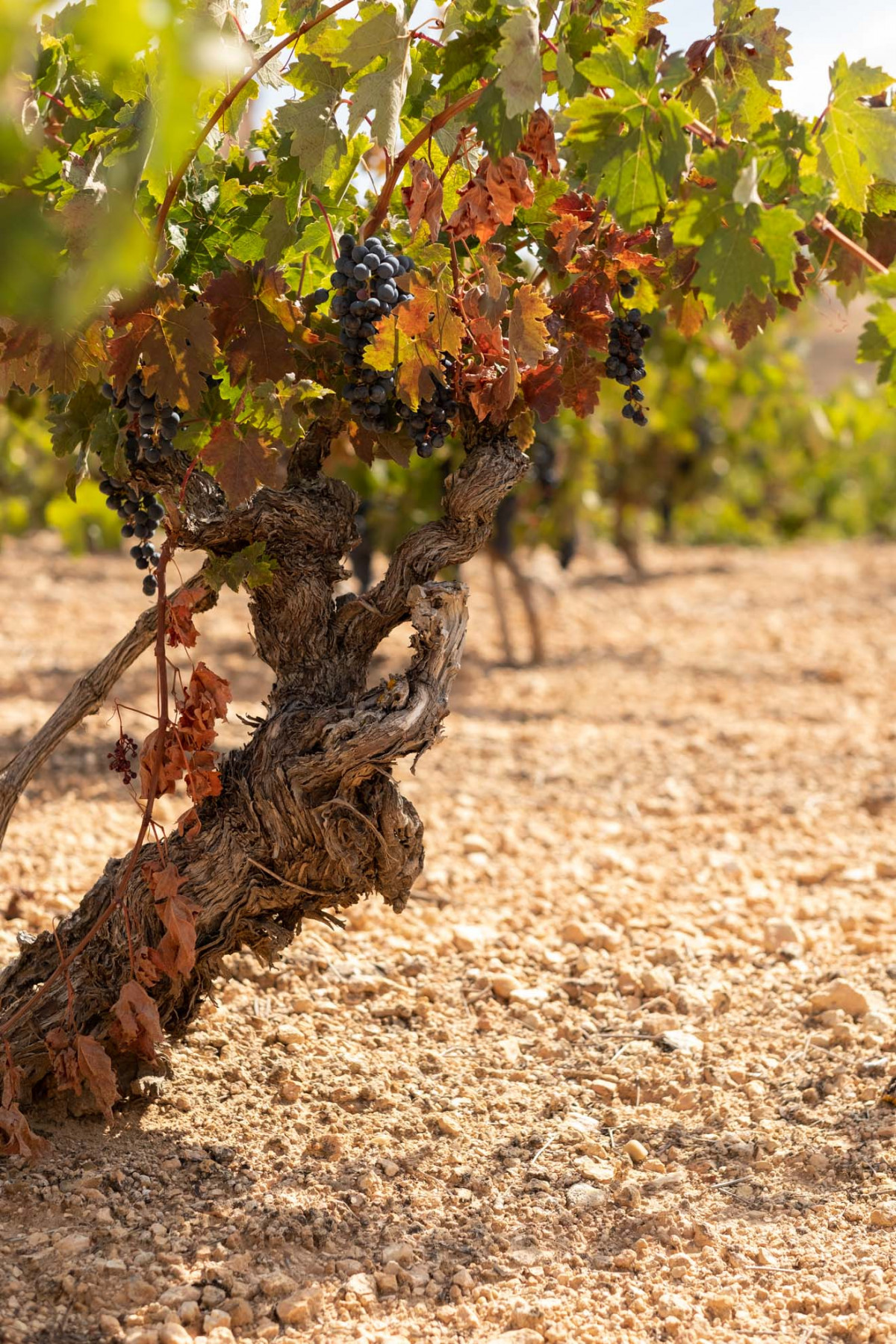 Bodegas La Celestina 20